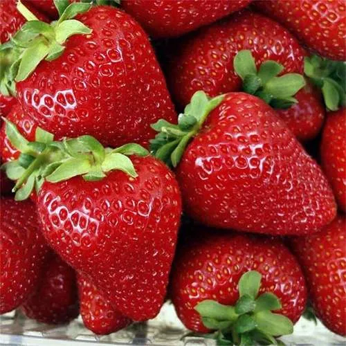 Клубника СКАЛА  Клубника СКАЛА в Калинковичах