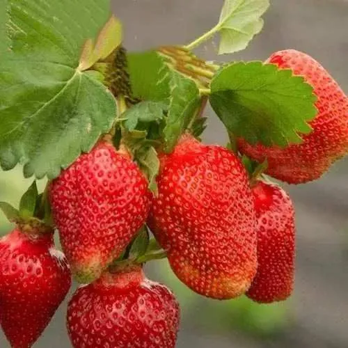 Клубника АЗИЯ  Клубника АЗИЯ в Калинковичах