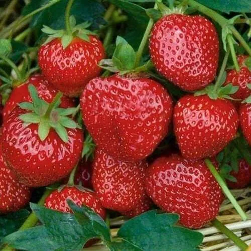 Клубника СЕЛЬВА ремонтантная  Клубника СЕЛЬВА ремонтантная в Калинковичах