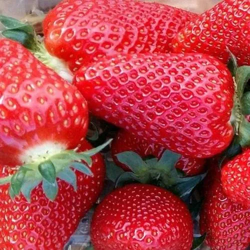 Клубника АМИ  Клубника АМИ в Калинковичах