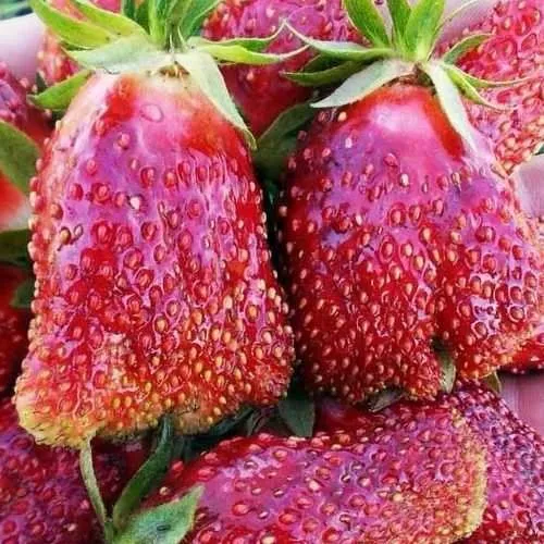 Клубника КУПЧИХА  Клубника КУПЧИХА в Калинковичах