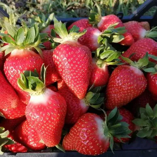 Клубника ЛЮЧИЯ  Клубника ЛЮЧИЯ в Калинковичах