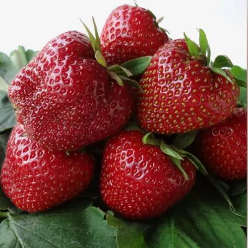 Клубника НАБИЛА  Клубника НАБИЛА в Калинковичах