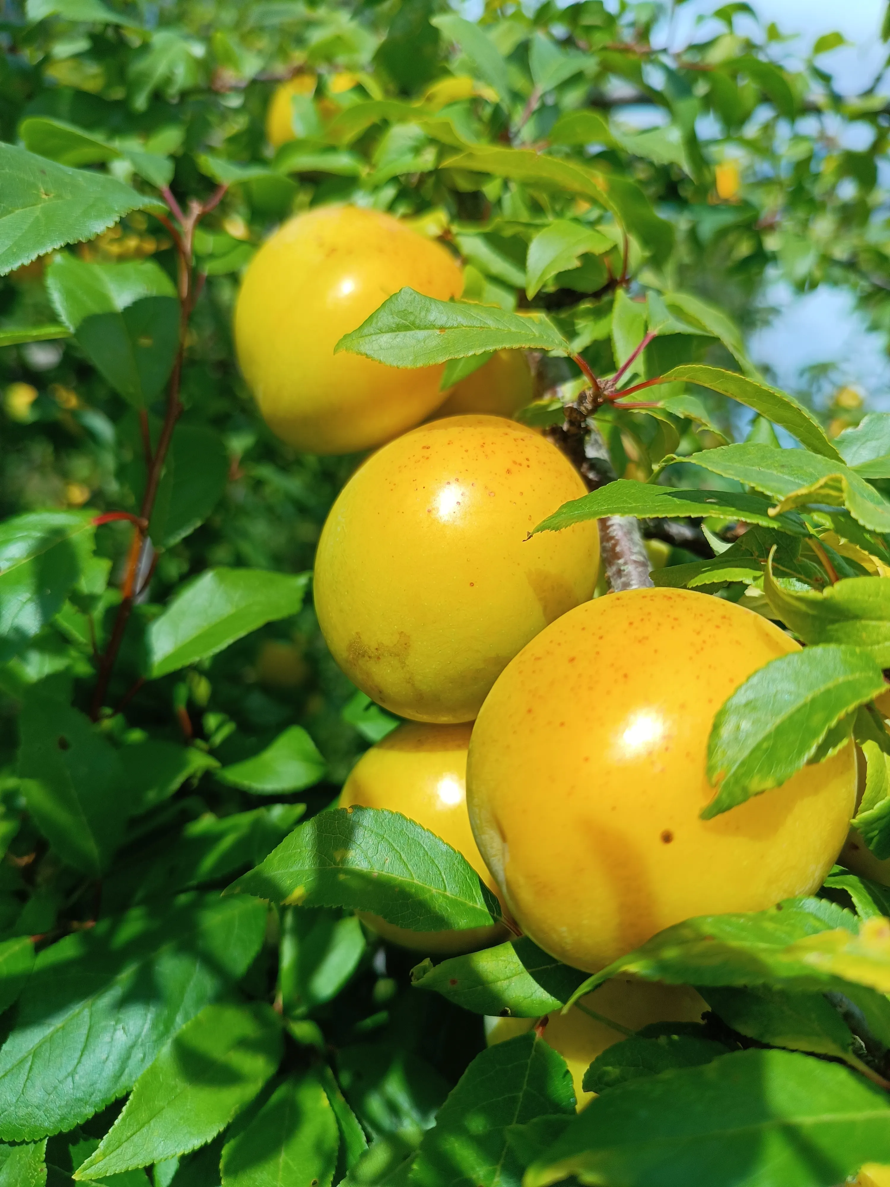 Елена Елена