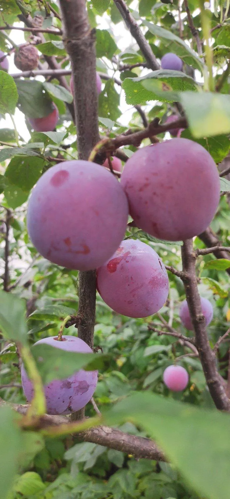 Галина Галина