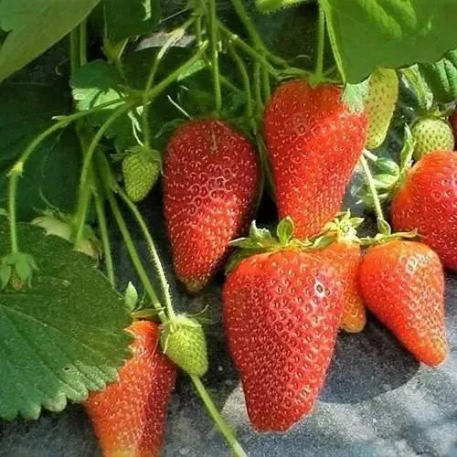 Клубника РОКСАНА  Клубника РОКСАНА в Калинковичах