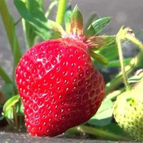 Клубника ХОНЕЙ  Клубника ХОНЕЙ в Калинковичах