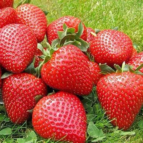 Клубника ЭЛИАНЕ  Клубника ЭЛИАНЕ в Калинковичах