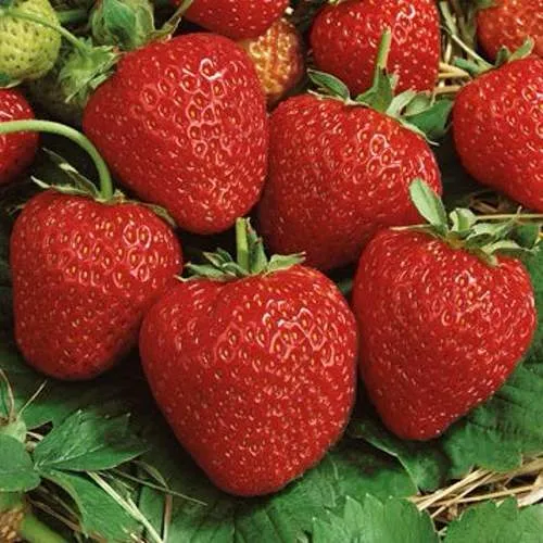 Клубника КОРОНА  Клубника КОРОНА в Калинковичах