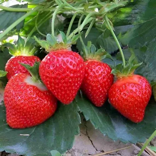 Клубника ТЕА  Клубника ТЕА в Калинковичах