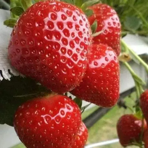 Клубника АРГЕНТЕРА  Клубника АРГЕНТЕРА в Калинковичах