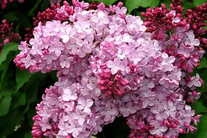 Сирень: посадка и выращивание на участке Сирень: посадка и выращивание на участке