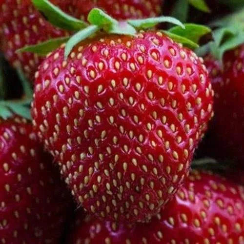 Клубника НАНДИ  Клубника НАНДИ в Калинковичах