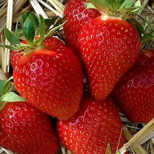 Клубника СИБИЛЛА  Клубника СИБИЛЛА в Калинковичах