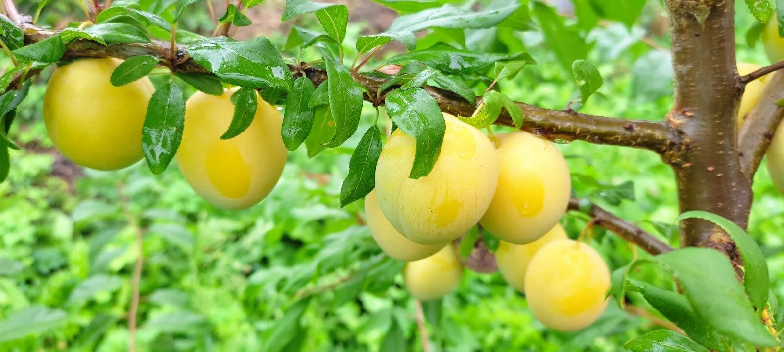 Марина Марина