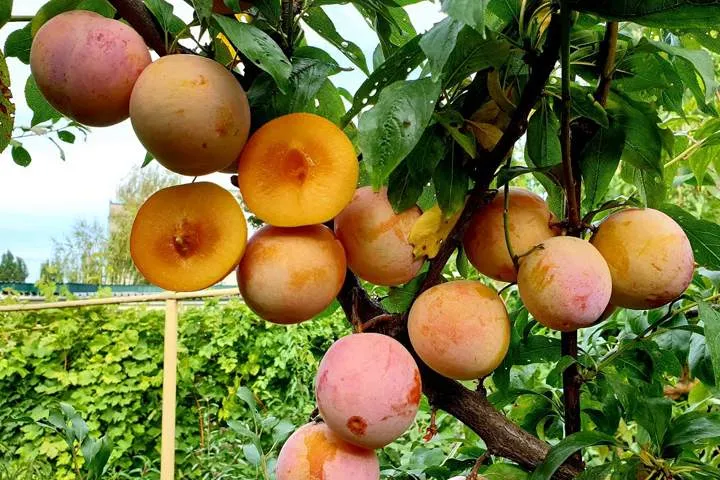 диплоидная слива.jpg диплоидная слива.jpg