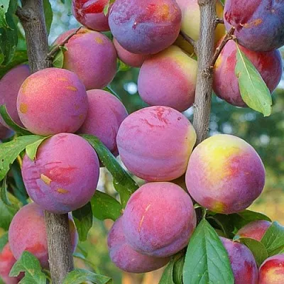 Слива КОЛОННОВИДНАЯ в Калинковичах