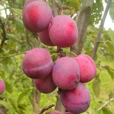 Слива ЭДИНБУРГСКАЯ в Калинковичах