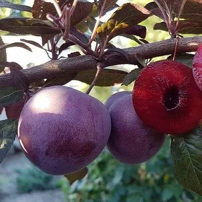 Слива ПАННА в Калинковичах