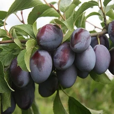 Слива РЕНКЛОД в Калинковичах