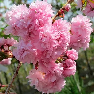 Сакура КИКУ ШИДАРЕ  Сакура КИКУ ШИДАРЕ в Калинковичах