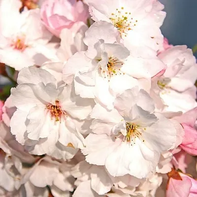 Сакура АМАНОГАВА  Сакура АМАНОГАВА в Калинковичах