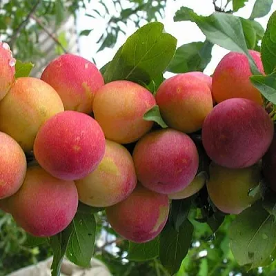 Слива СКОРОПЛОДНАЯ в Калинковичах