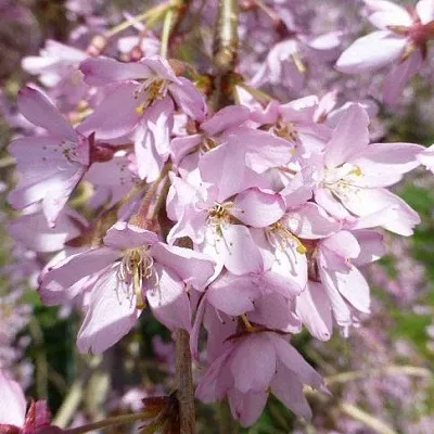 Сакура ПЕНДУЛА РУБРА  Сакура ПЕНДУЛА РУБРА в Калинковичах