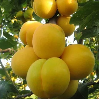 Слива ЛОДВА в Калинковичах