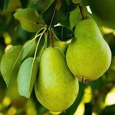 Груша СЕВЕРЯНКА колонновидная  Груша СЕВЕРЯНКА колонновидная в Калинковичах