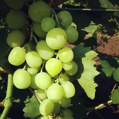 Виноград БОЯРИН — описание сорта Виноград БОЯРИН в Калинковичах