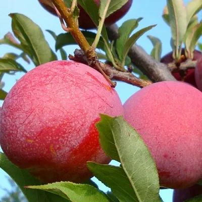 Слива ОЗАРК ПРЕМЬЕР  Слива ОЗАРК ПРЕМЬЕР в Калинковичах