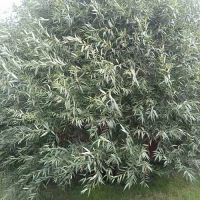 Ива СЕРЕБРИСТАЯ  Ива СЕРЕБРИСТАЯ в Калинковичах