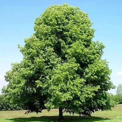 Липа мелколистная  Липа мелколистная в Калинковичах