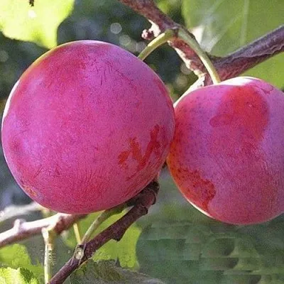 Слива ДЕЛИКАТНАЯ в Калинковичах