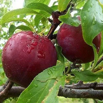 Слива КЛЕОПАТРА  Слива КЛЕОПАТРА в Калинковичах