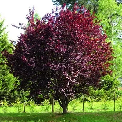 Слива НИГРА растопыреная в Калинковичах