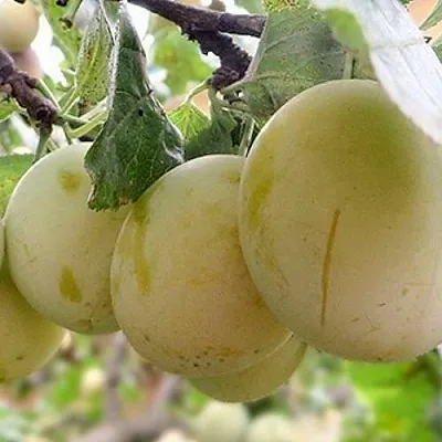 Слива УТРО в Калинковичах