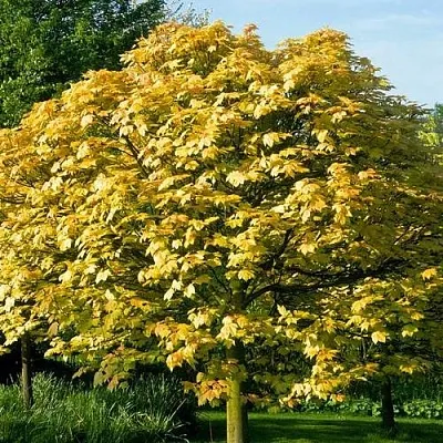 Клен ложноплатановый  Клен ложноплатановый в Калинковичах