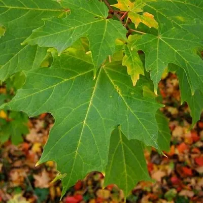 Клен сахарный  Клен сахарный в Калинковичах