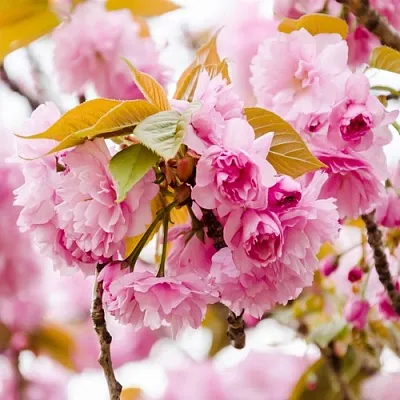 Сакура КАНЗАН  Сакура КАНЗАН в Калинковичах