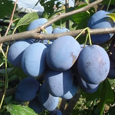 Слива ЧАЧАКСКАЯ РАННЯЯ в Калинковичах