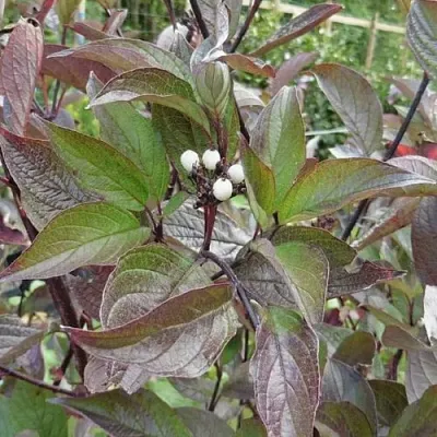 Дерен КЕССЕЛЬРИНГИ  Дерен КЕССЕЛЬРИНГИ в Калинковичах