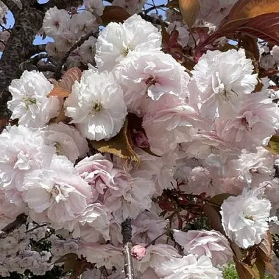 Сакура ШИРОФУГЕН  Сакура ШИРОФУГЕН в Калинковичах