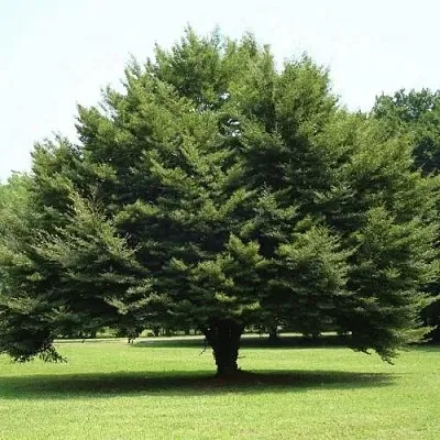 Бук обыкновенный  Бук обыкновенный в Калинковичах