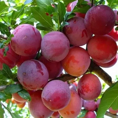 Слива НЕКТАРИННАЯ АРОМАТНАЯ в Калинковичах