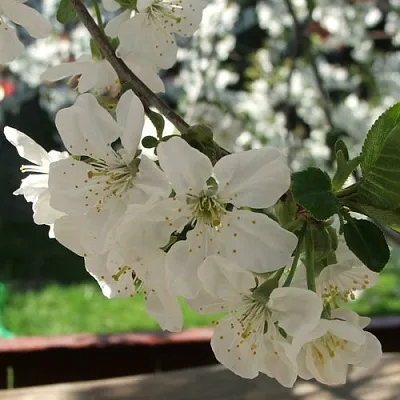 Вишня УМБРАКУЛИФЕРА  Вишня УМБРАКУЛИФЕРА в Калинковичах