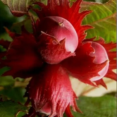 Фундук БАГРЯНЕЦ  Фундук БАГРЯНЕЦ в Калинковичах