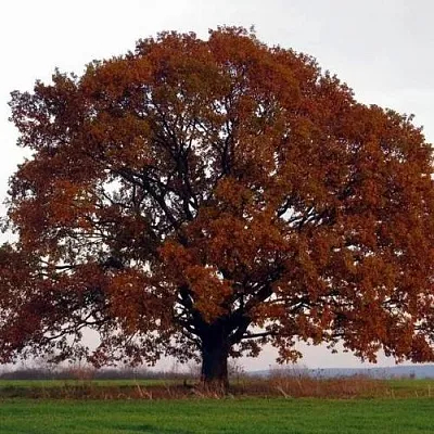 Дуб скальный  Дуб скальный в Калинковичах