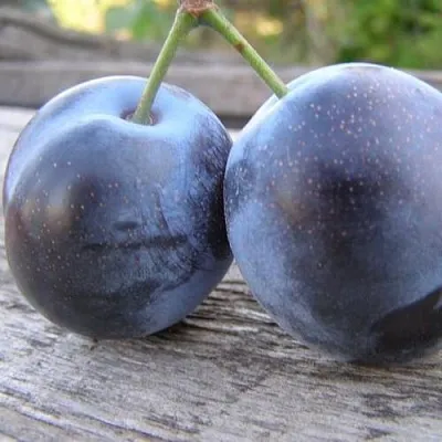 Слива БЛЮФРИ в Калинковичах